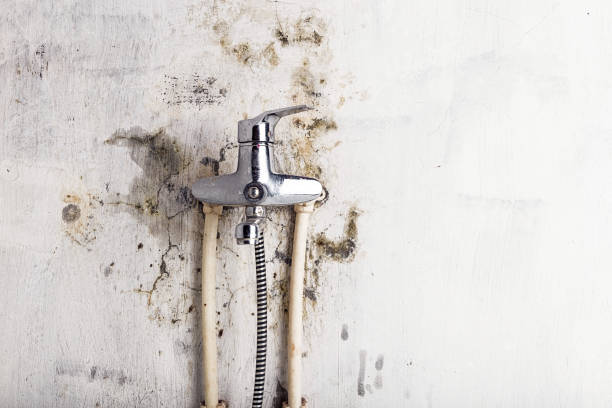 Best Attic Mold Removal  in Fruit Heights, UT