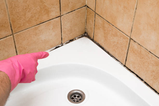Best Toxic Mold Removal  in Fruit Heights, UT