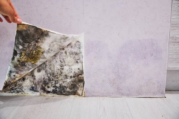 Best Fast Mold Removal  in Fruit Heights, UT